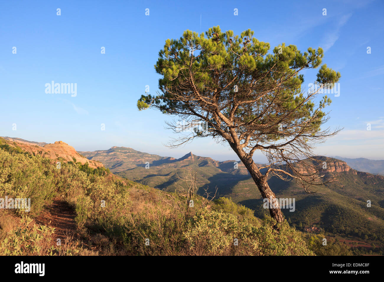 Schwarzkiefer (Pinus Nigra). Sant Llorenc del Munt ich Naturpark Serra de l'Obac. Provinz Barcelona. Catalunya. Spanien. Stockfoto
