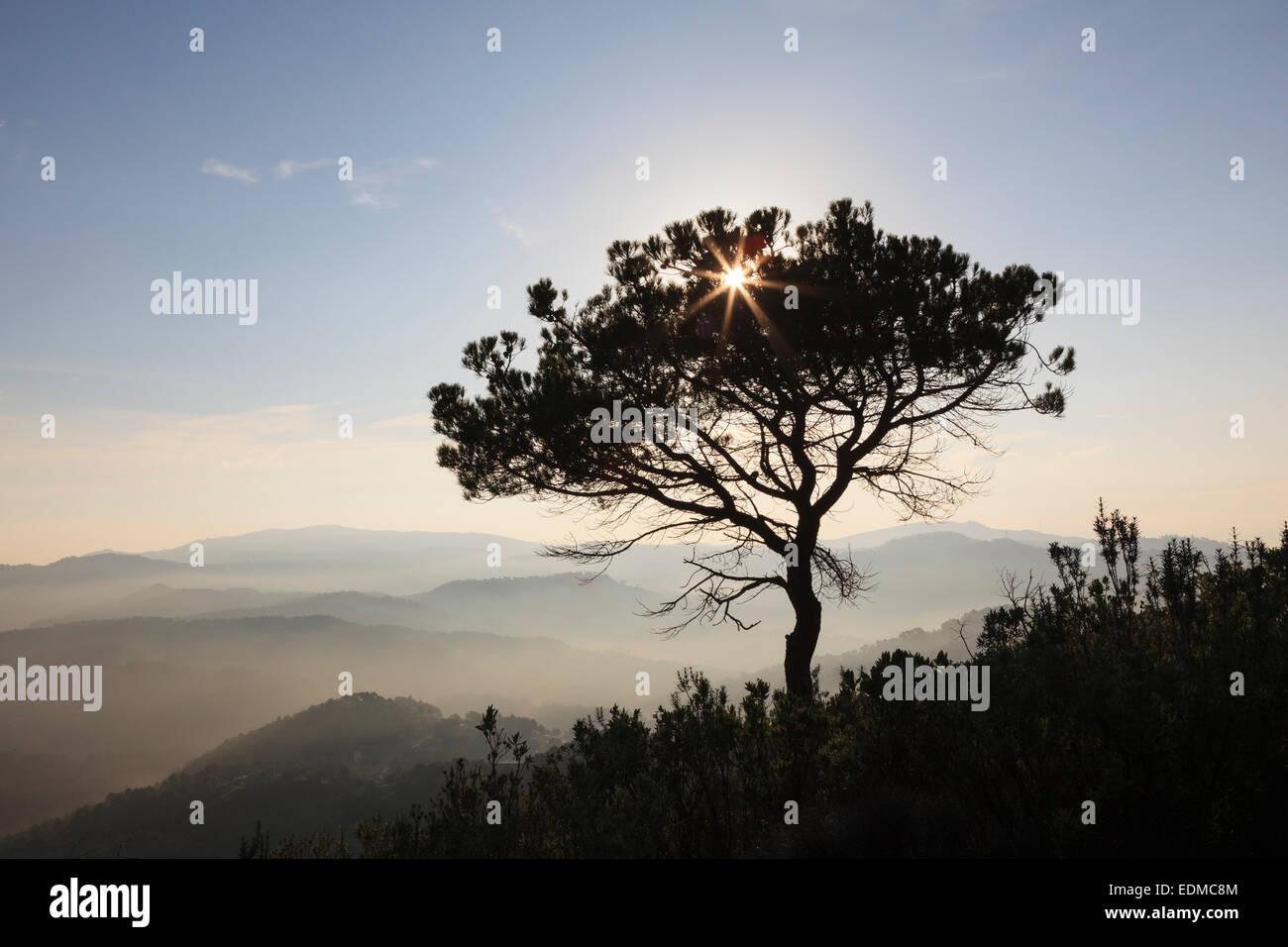 Schwarzkiefer (Pinus Nigra). Sant Llorenc del Munt ich Naturpark Serra de l'Obac. Provinz Barcelona. Catalunya. Spanien. Stockfoto