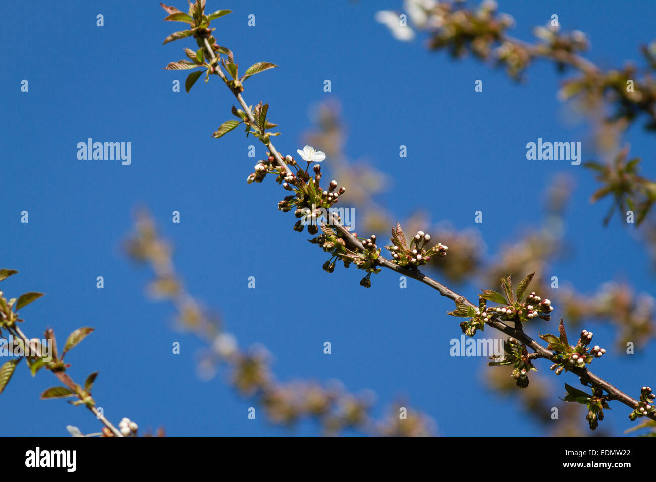 Ein Zweig mit Knospen und Blüten zeigt das neue Frühjahr Wachstum vor blauem Himmel Stockfoto