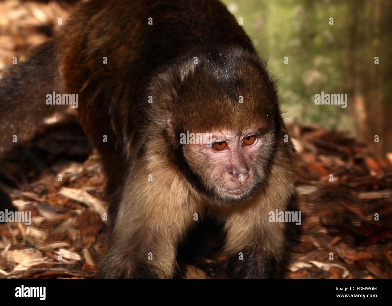 Nahaufnahme des Kopfes eines südamerikanischen Golden-bellied oder -Leitung Kapuziner-Affen (Cebus Xanthosternos, Sapajus Xanthosternos) Stockfoto
