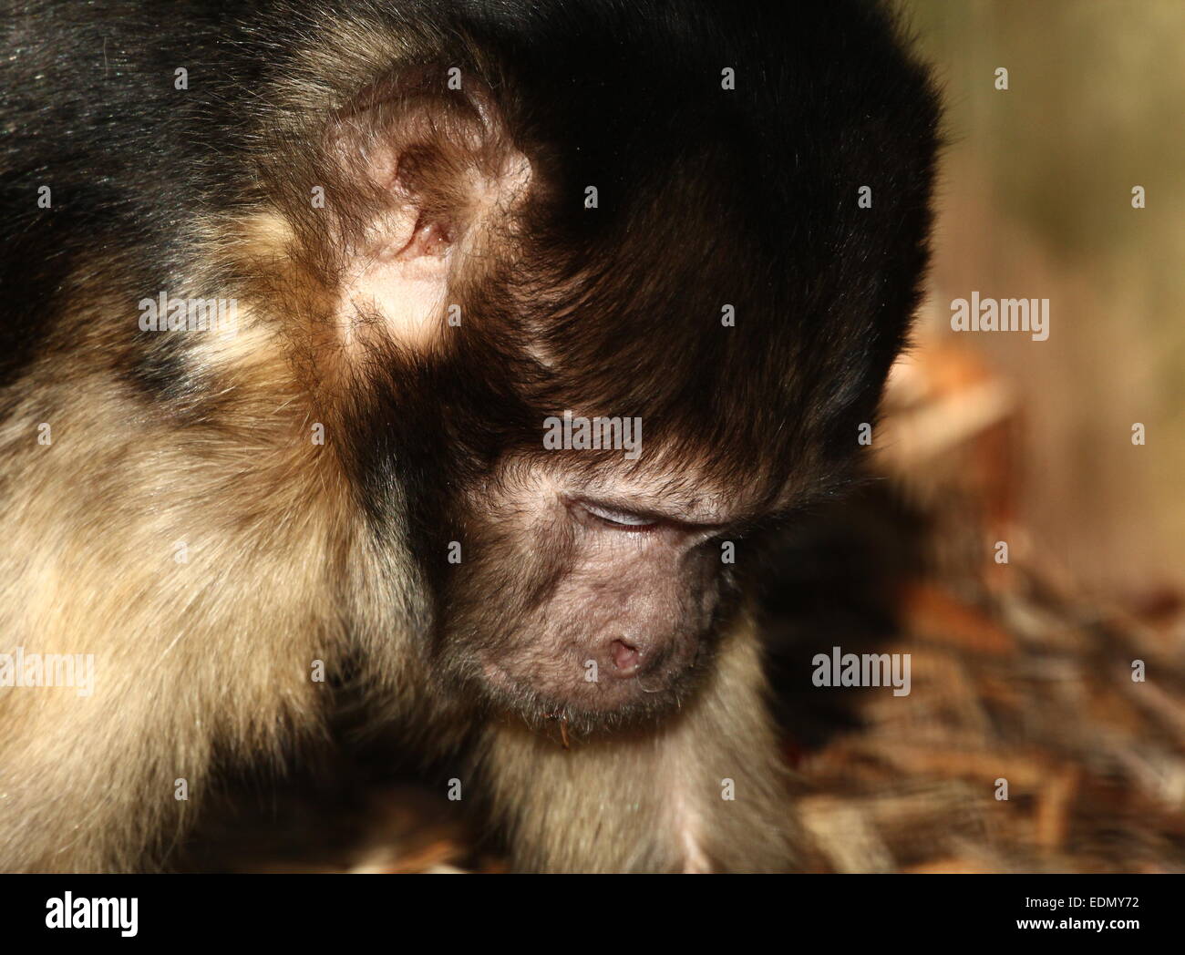 Nahaufnahme des Kopfes eines südamerikanischen Golden-bellied oder -Leitung Kapuziner-Affen (Cebus Xanthosternos, Sapajus Xanthosternos) Stockfoto