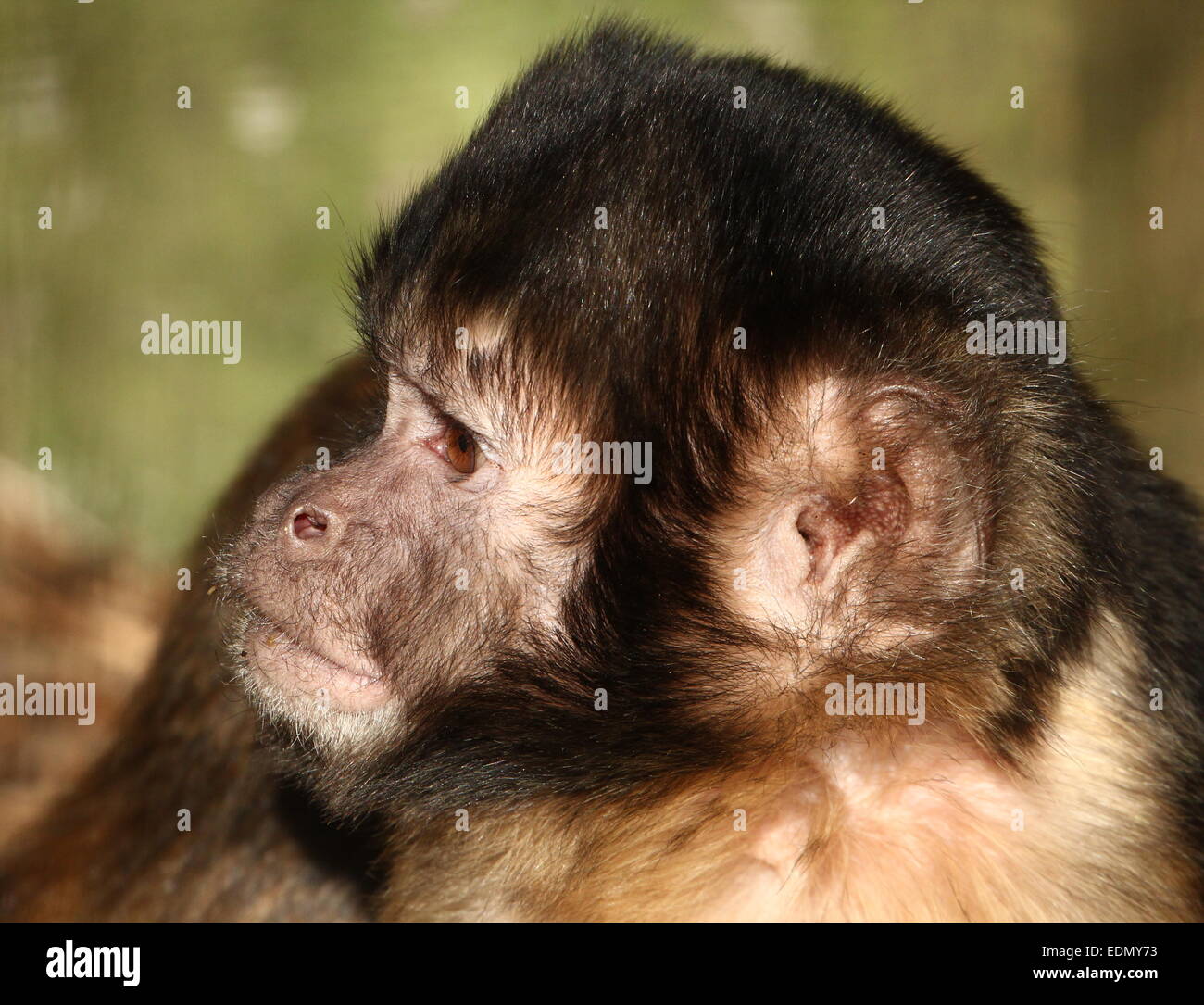 Nahaufnahme des Kopfes eines südamerikanischen Golden-bellied oder -Leitung Kapuziner-Affen (Cebus Xanthosternos, Sapajus Xanthosternos) Stockfoto