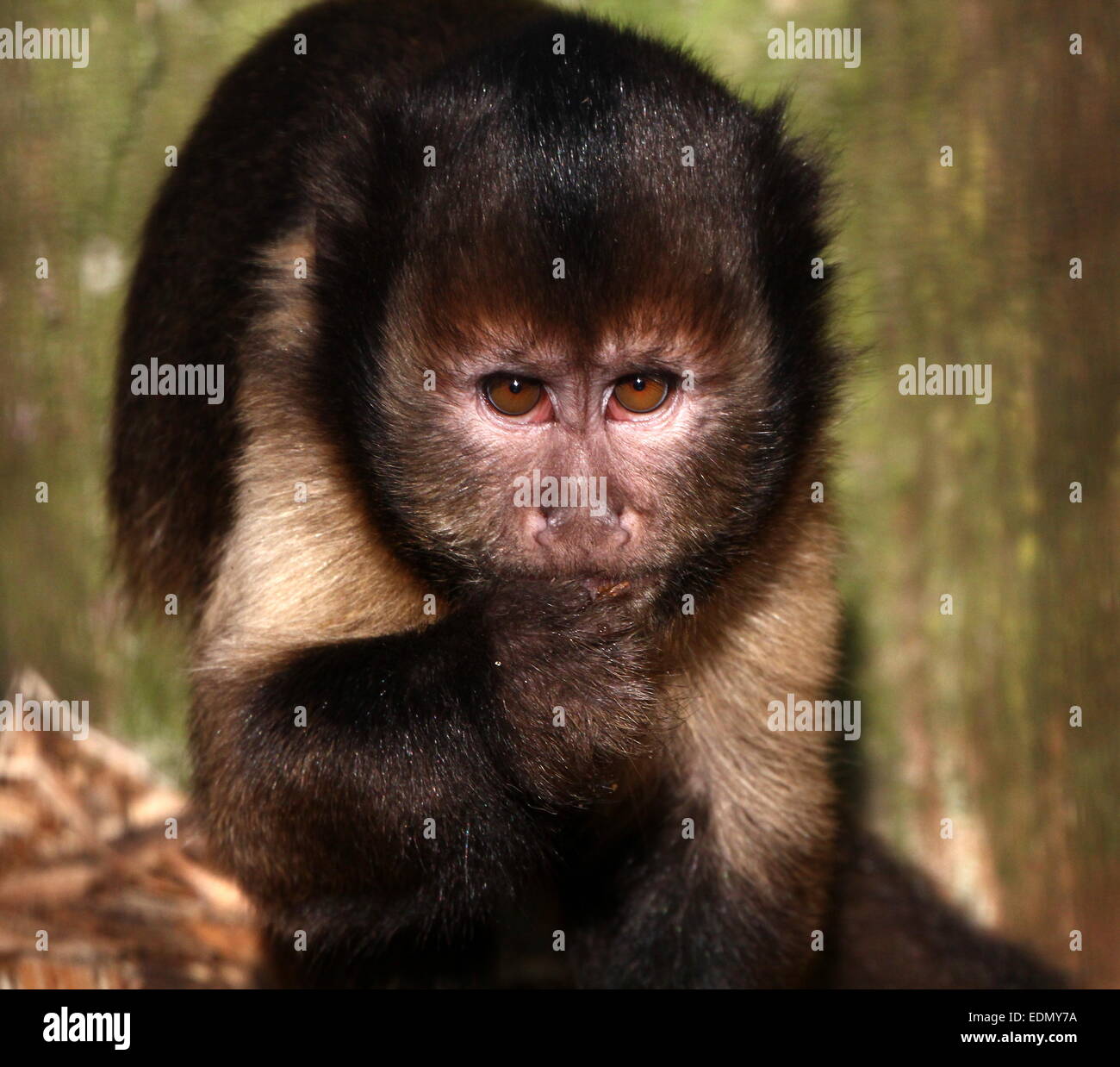 Nahaufnahme des Kopfes eines südamerikanischen Golden-bellied oder -Leitung Kapuziner-Affen (Cebus Xanthosternos, Sapajus Xanthosternos) Stockfoto