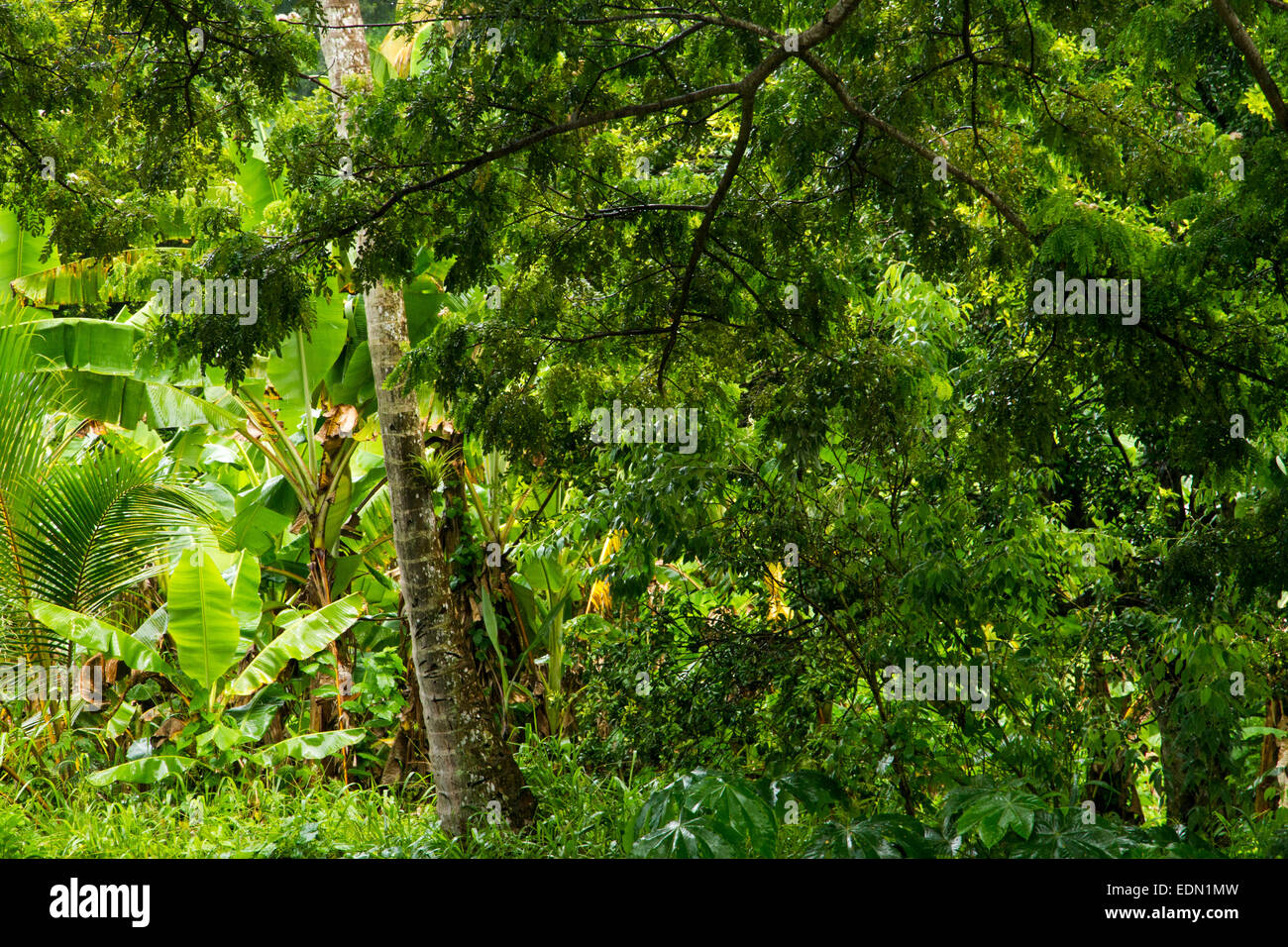 üppige Waldvegetation auf der Insel Grenada in der Karibik Stockfoto