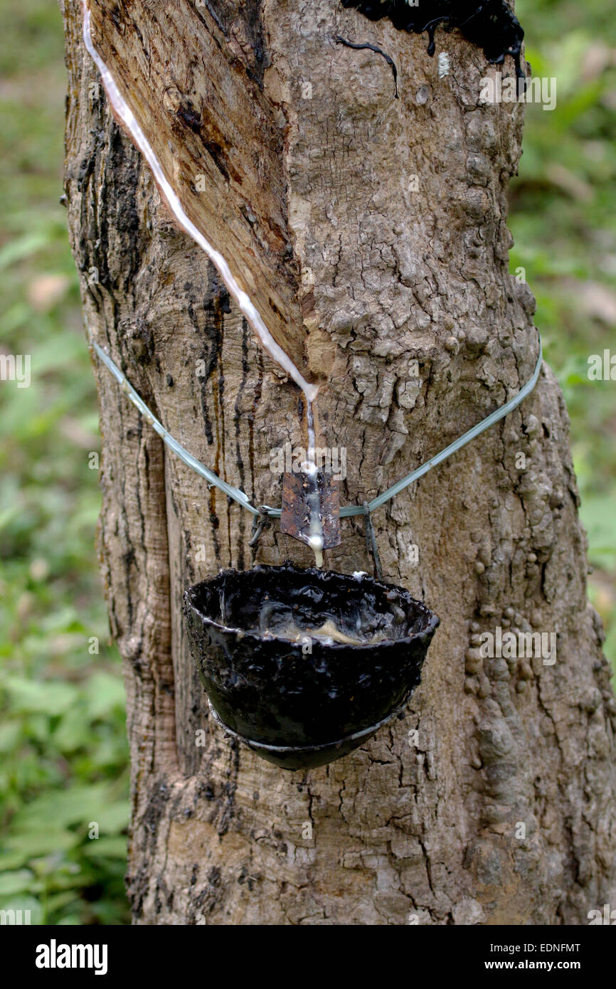 Latex oder Liquid Rubber Sammlung aus einem eingeschnittenen Baum in Kerala Stockfoto