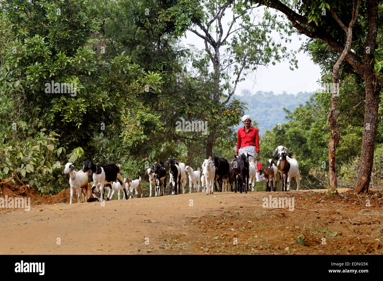 Indische Ziege Bauer mit seinen Ziegen in einem Dorf, palakad, Kerala, Indien, Ziege Bauer, indische Landwirtschaft, Kalender Fotos Stockfoto