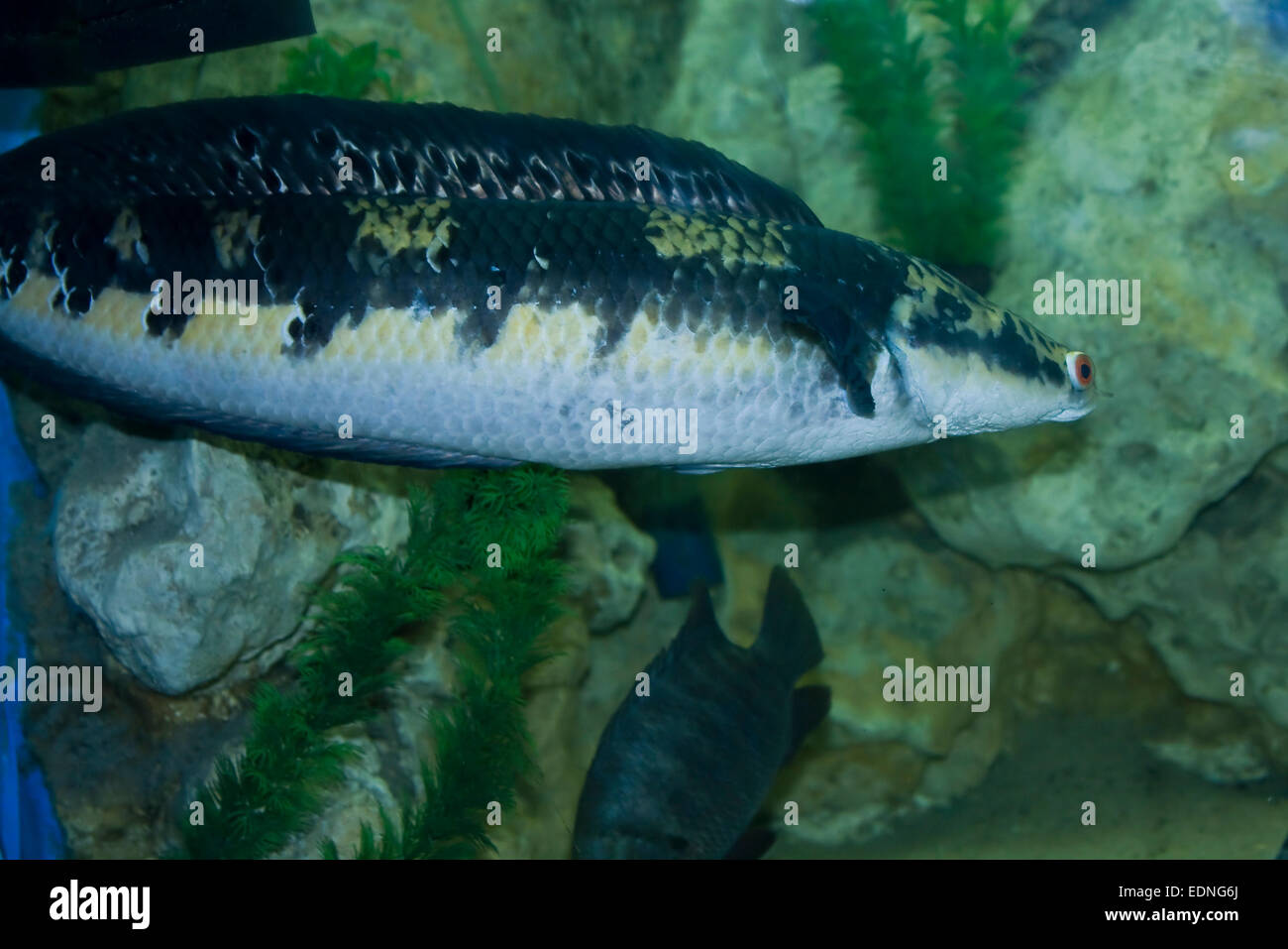Snakehead Fisch, lateinischen Namen Channa Argus, lebt in Fernost. Stockfoto