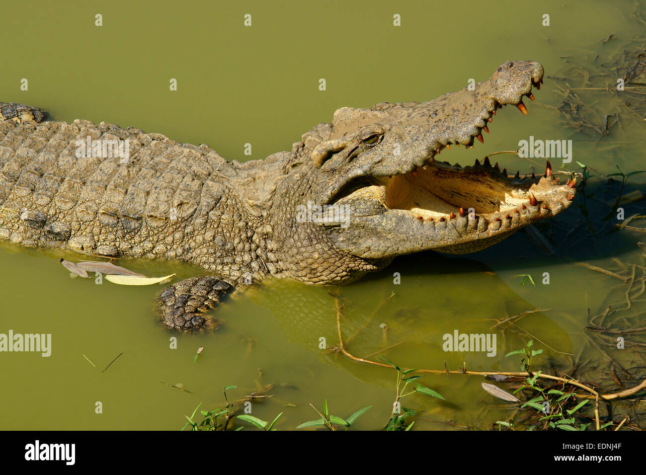 Krokodil mit weit offenem Mund zeigt Zähne Stockfoto