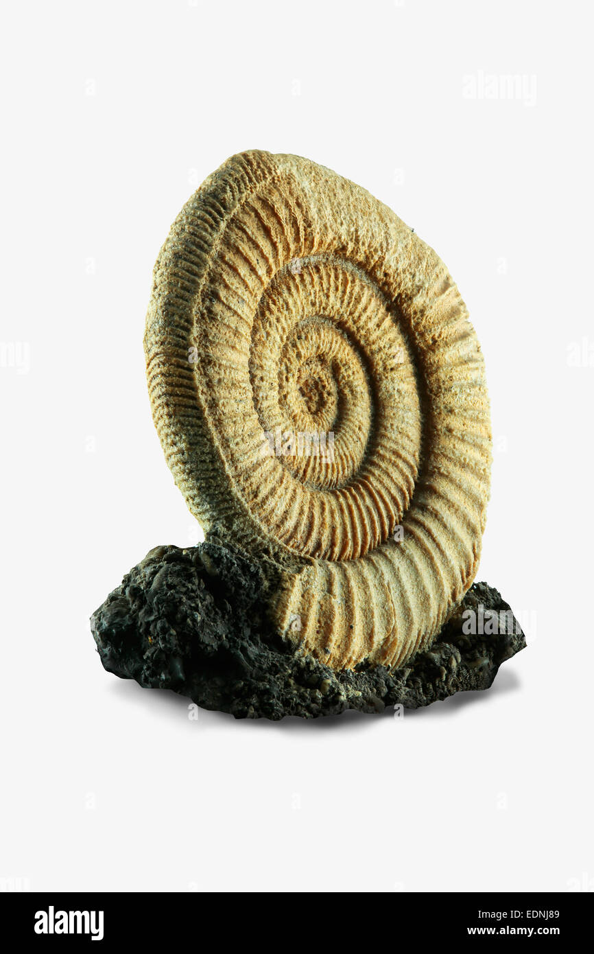 Ammoniten, Cephalopoden, Dactyloceras Gemeinde, gefunden in der Fränkischen Schweiz, unteren Jura, Lias, 180 Millionen Jahre alt Stockfoto