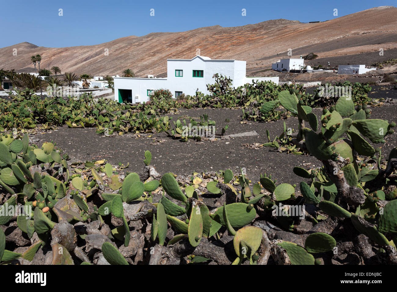 Kakteen-Feld, Opuntia-Kakteen (Opuntia), Gebäude der Femes und die Los Ajaches Berge auf dem Rücken, Lanzarote, Kanarische Inseln Stockfoto