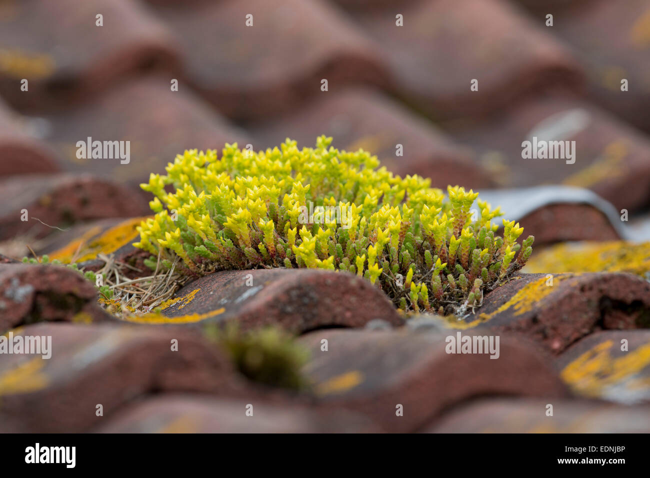 Fetthenne beißen; Sedum Acre; auf Dach; Sommer; UK Stockfoto