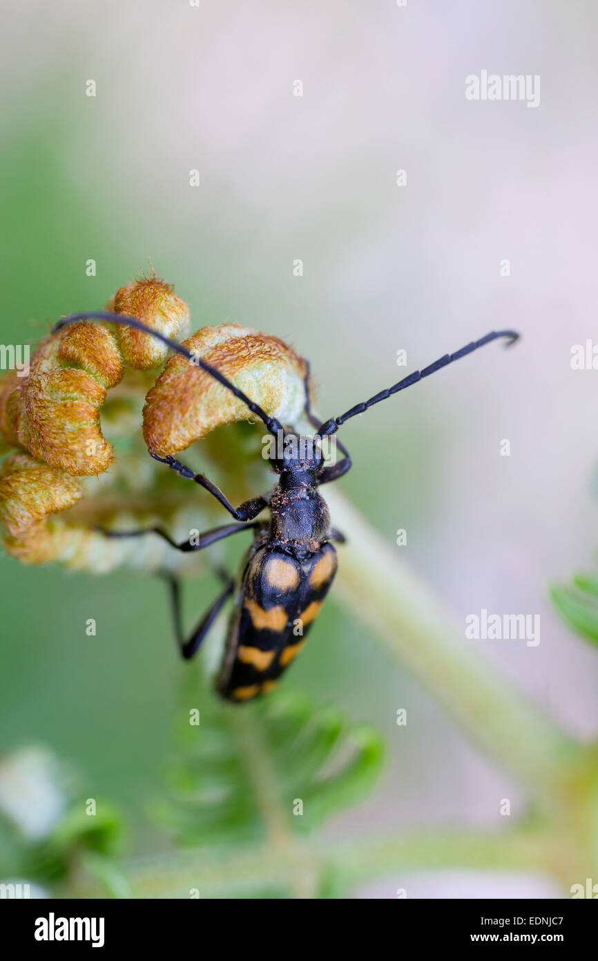 Vier gebändert Longhorn Beetle Leptura Quadrifasciata auf Farn Cornwall; UK Stockfoto