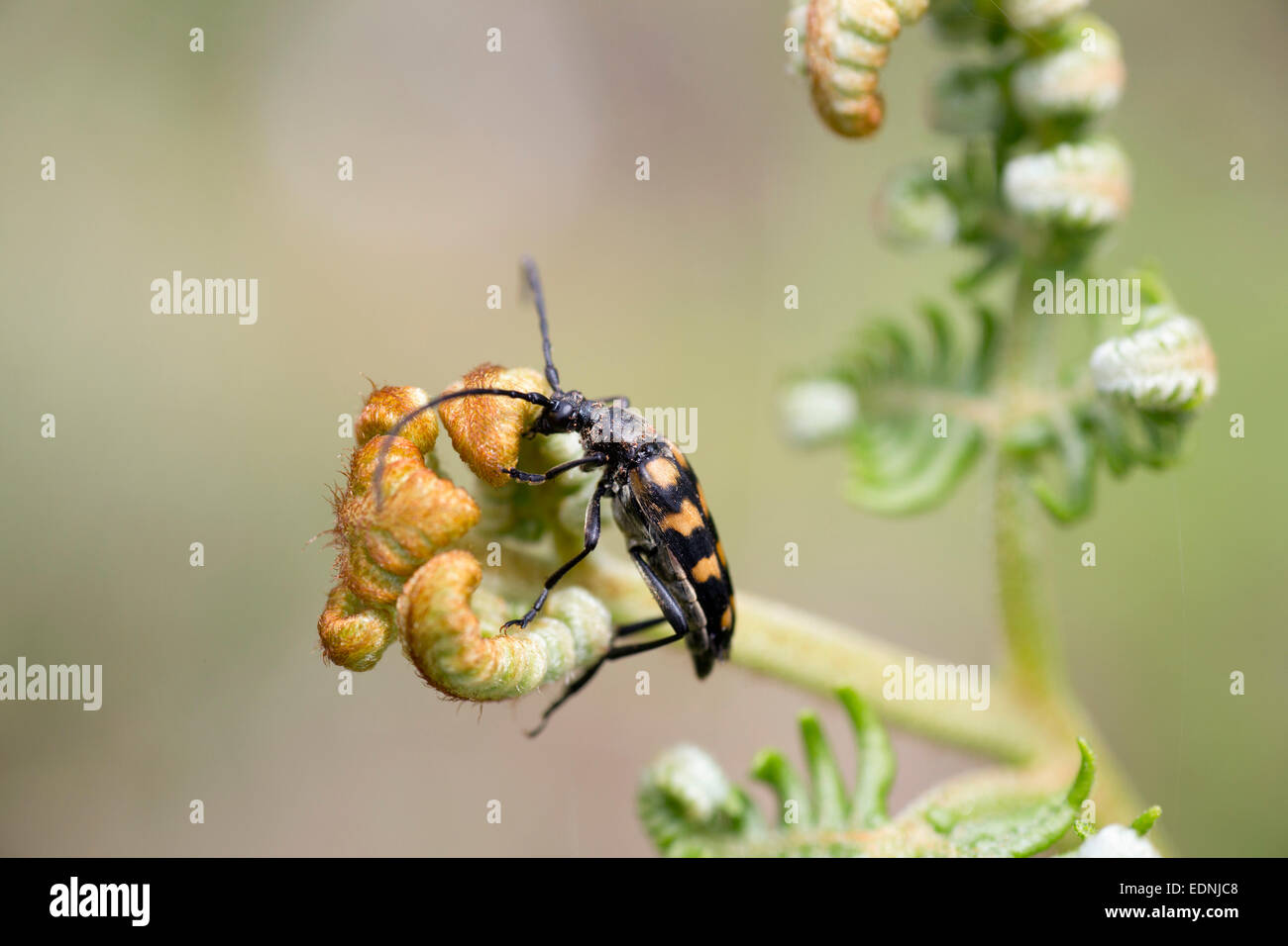 Vier gebändert Longhorn Beetle Leptura Quadrifasciata auf Farn Cornwall; UK Stockfoto