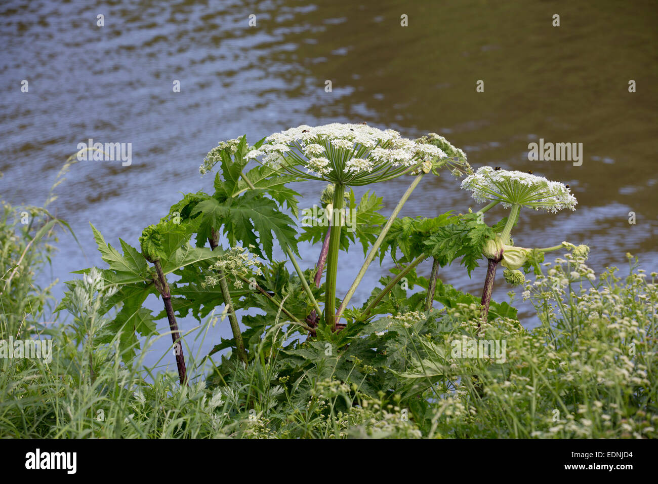 Riesen Bärenklau Heracleum Mantegazzianum Northumberland; UK Stockfoto