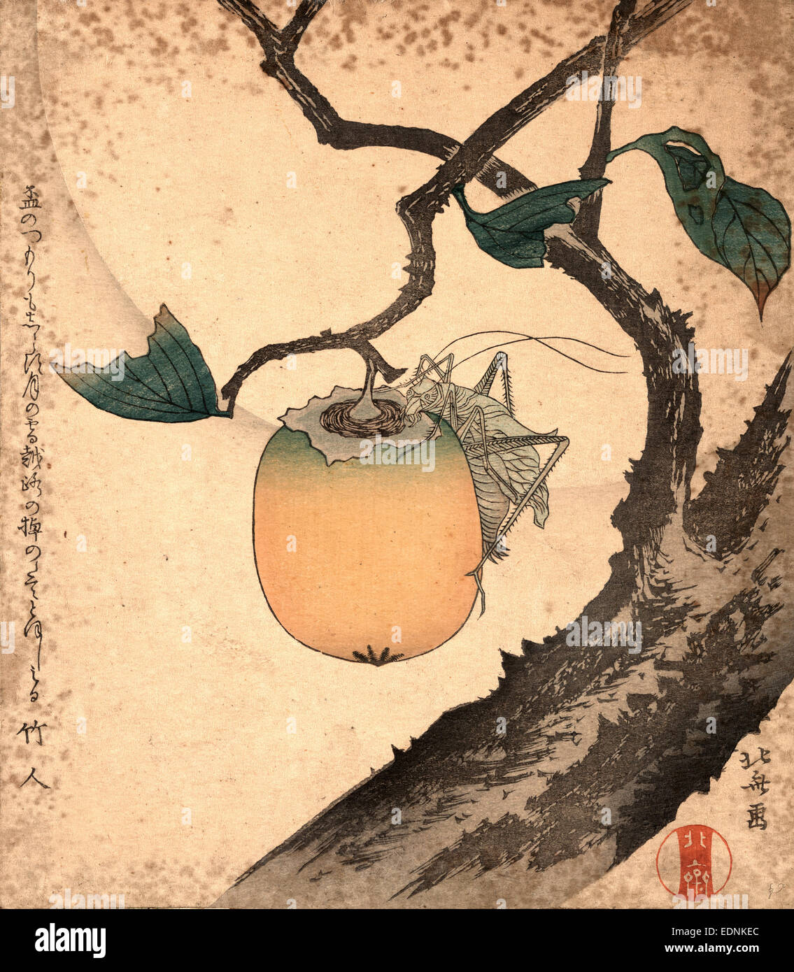 Kaki ni Kirigirisu, Grasshopper Essen Persimmon., Katsushika, Hokusai, 1760-1849, Künstler, [zwischen 1870 und 1900], 1 print: Holzschnitt, Farbe; 20,8 x 18,2 cm., zeigt Print eine Heuschrecke Essen eine Kaki an einem Ast hängen. Stockfoto