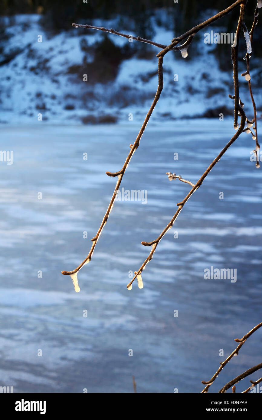 vereiste Äste, Finnland Stockfoto