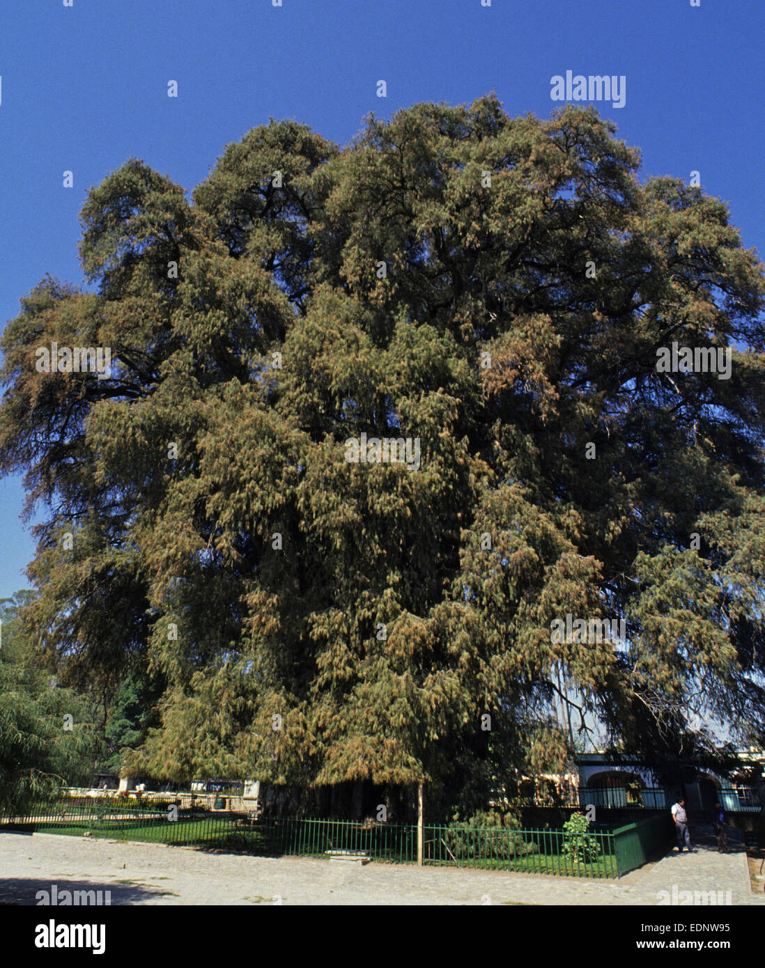 Mexiko - die riesigen 2.000 Jahre alt Tule Baum in Oaxaca mit einem Umfang von fast 55mtrs - es ist eine Montezuma-Zypresse (Taxodium Mucronatum) Stockfoto