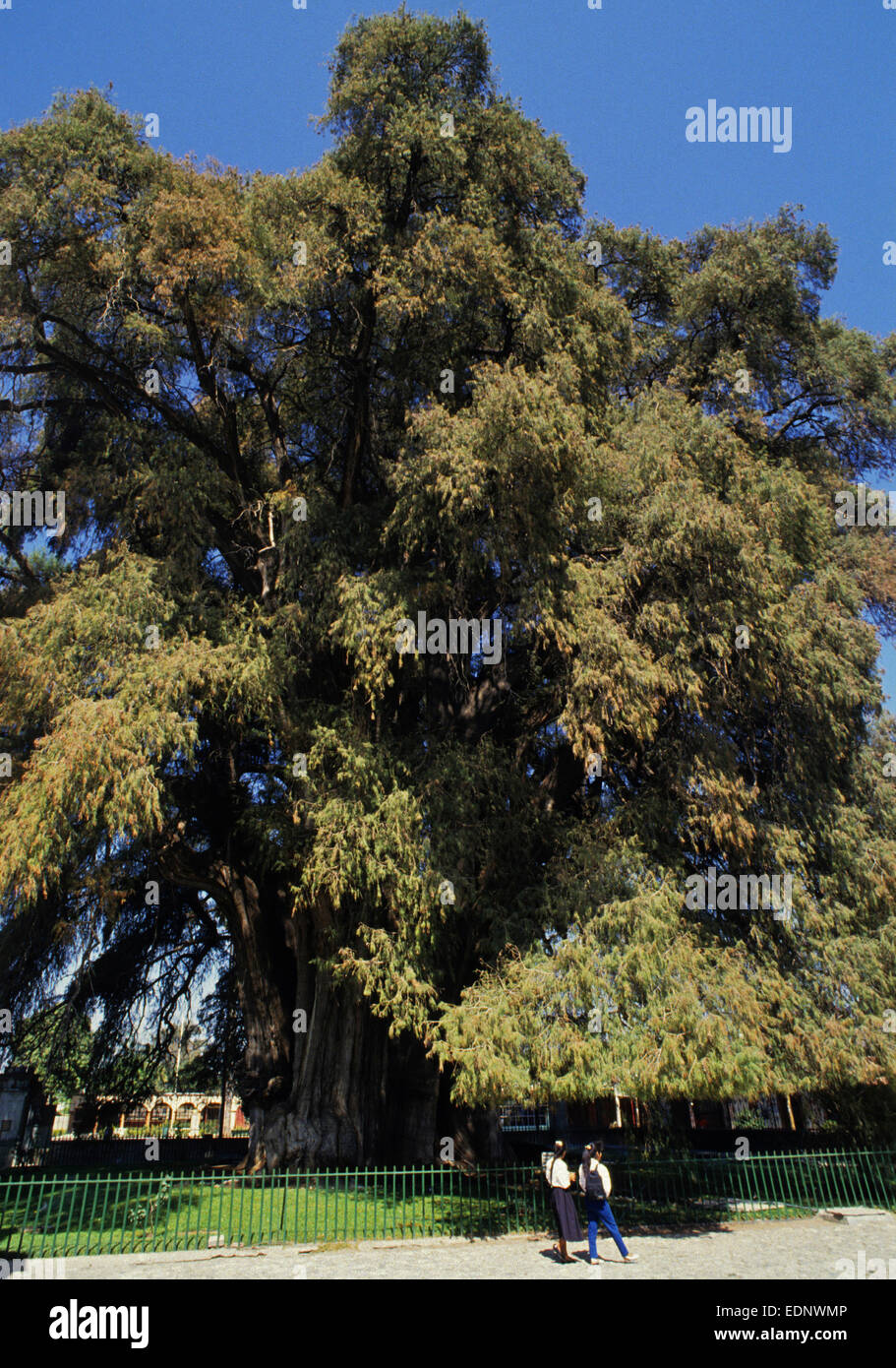 Der Riese 2.000 Jahre alten Tule Baum in Oaxaca mit einem Umfang von fast 55mtrs - es ist eine Montezuma-Zypresse (Taxodium Mucronatum) Stockfoto