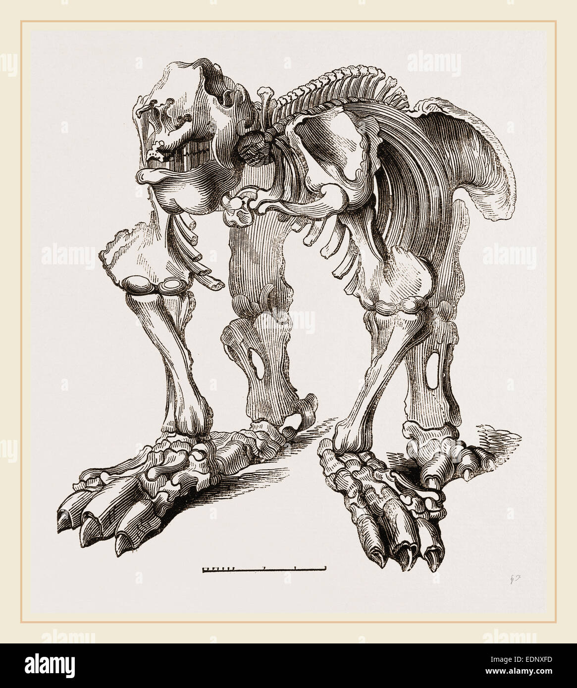 Skelett von Megatherium Stockfoto