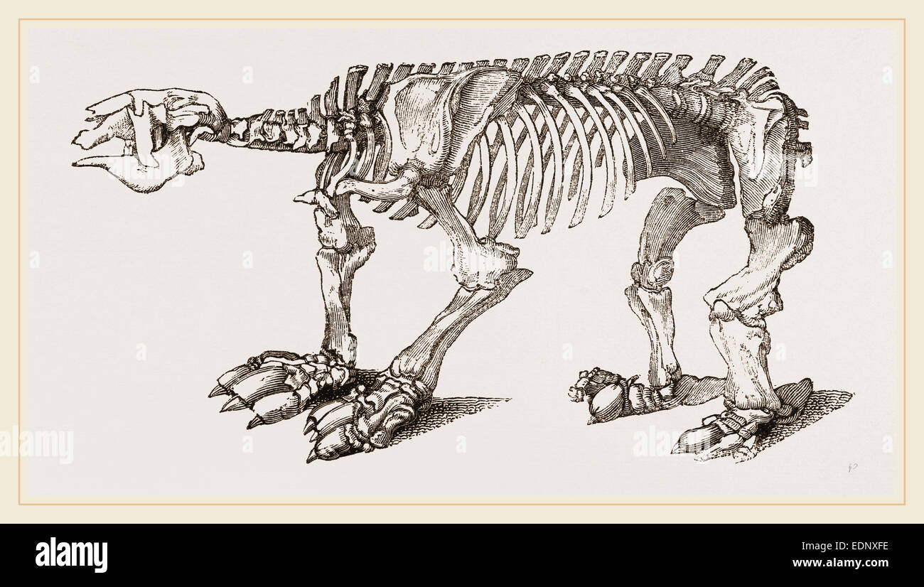 Skelett von Megatherium Stockfoto