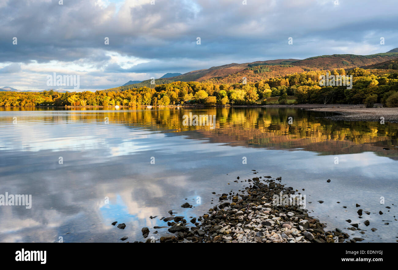 Herbstfärbung auf einem Hügel an der Milarrochy Bucht am Ufer des Loch Lomond Stockfoto