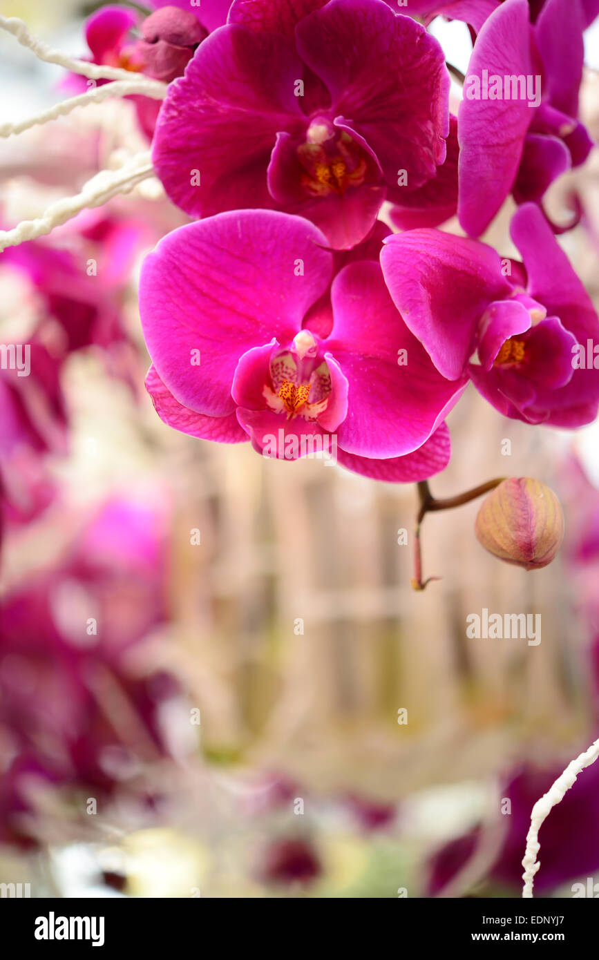 Pink Orchid Stockfoto