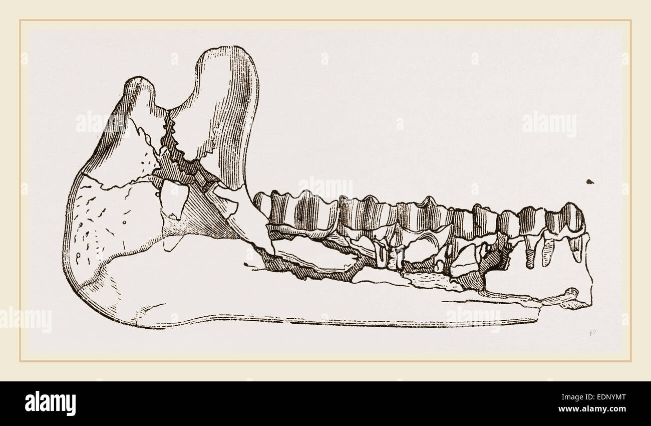 Außenansicht des Unterkiefers Bestandteil Palaeotherium magnum Stockfoto