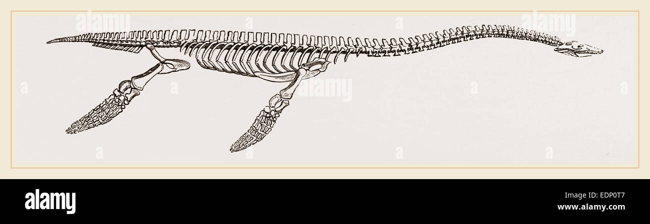 Skelett eines Plesiosaurus wiederhergestellt Stockfoto