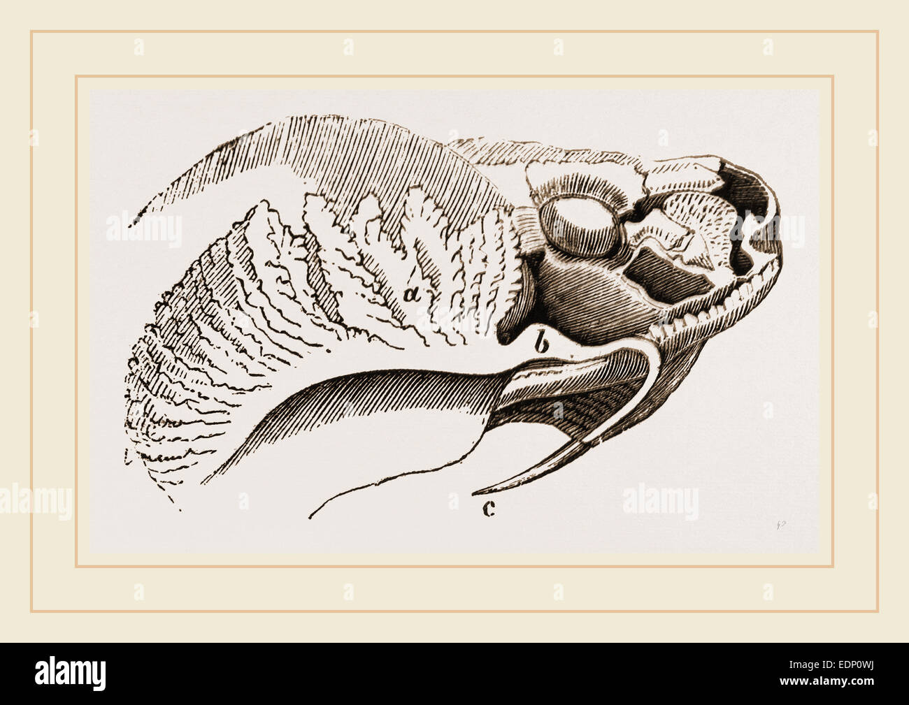 Zahn und Poison-Drüse des Trigonocephalus Stockfoto