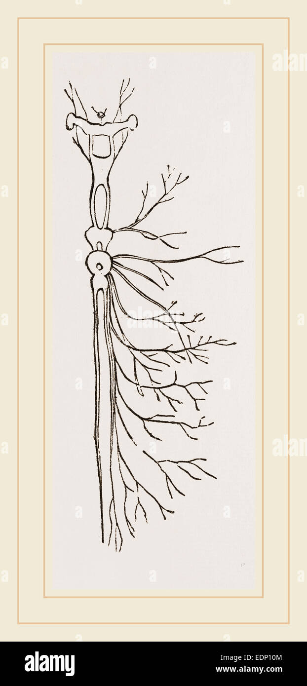 Nervensystem in Spreusieb-Käfer und Larven Stockfoto