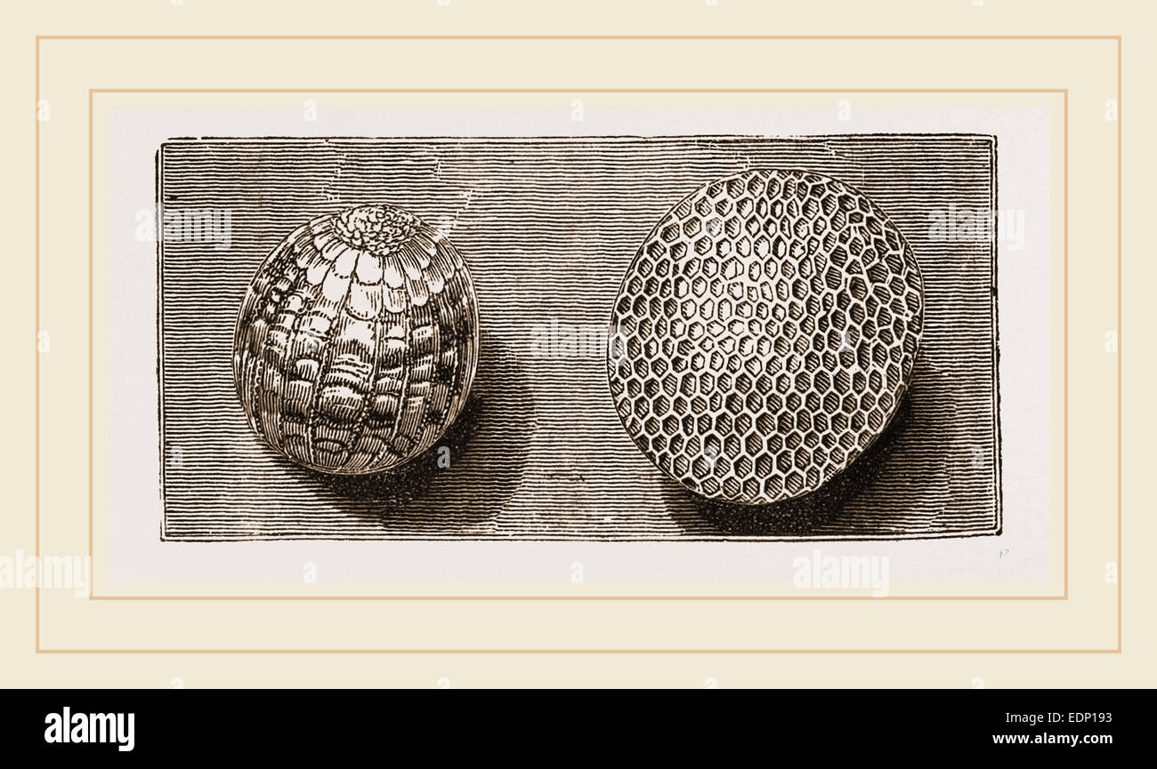 Ei der Wiese braun Schmetterling und Schwefel-Motte Stockfoto