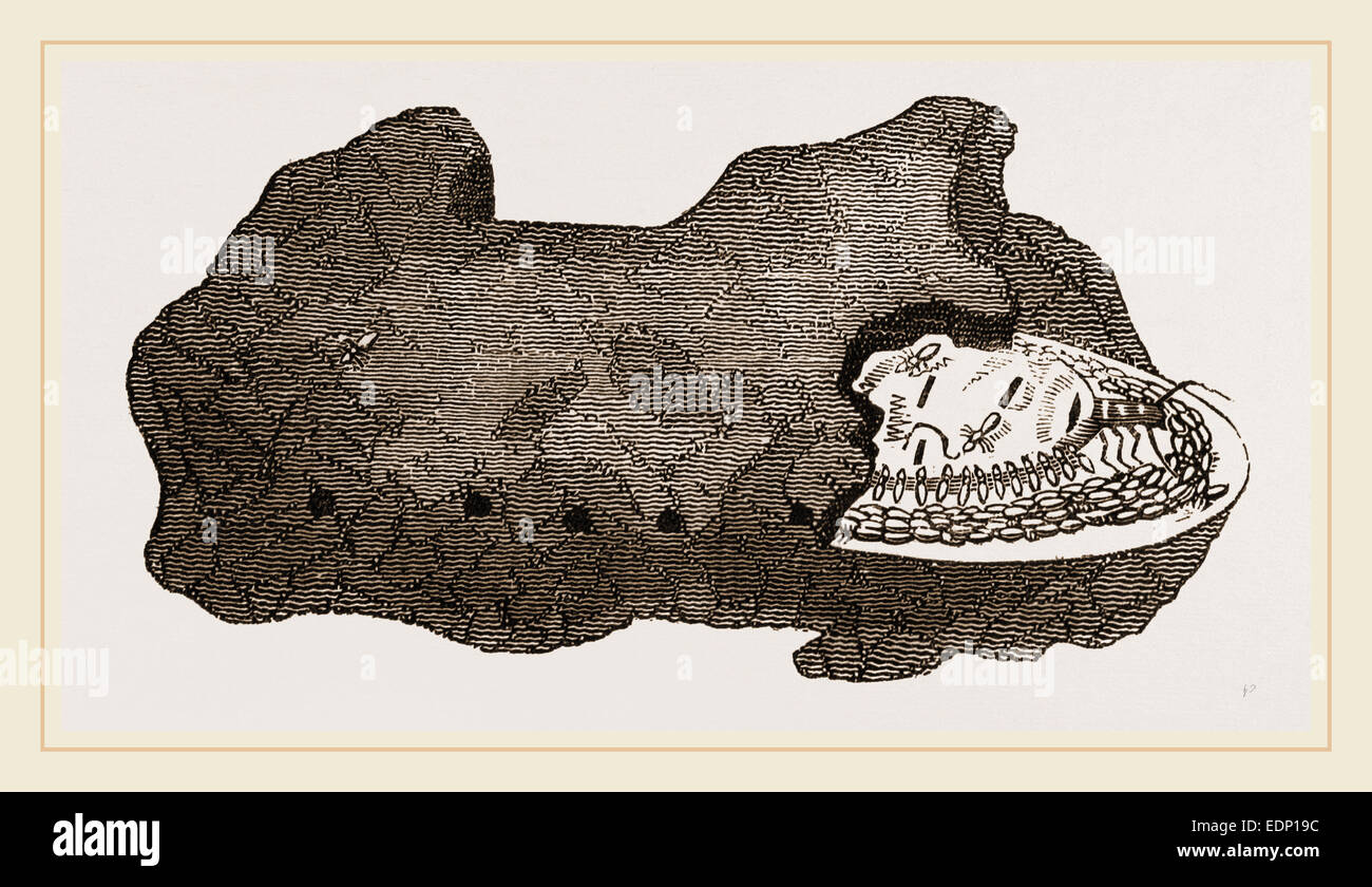 Zelle der Königin Termiten Stockfoto