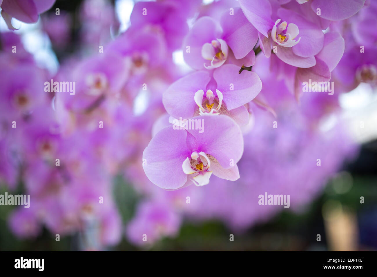 Pink Orchid Stockfoto