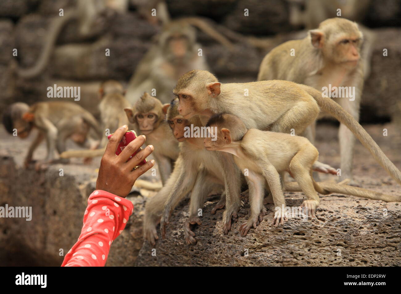 Krabbe-Essen Makaken am Phra Prang Sam Yot - Lopburi - Thailand Stockfoto