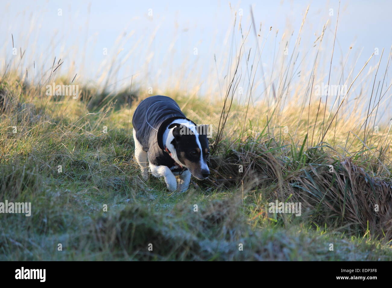 Ein Jack Russell zeigt stolz seine neuen Wintermantel, während in den frostigen Rasen herumlungernd... Stockfoto