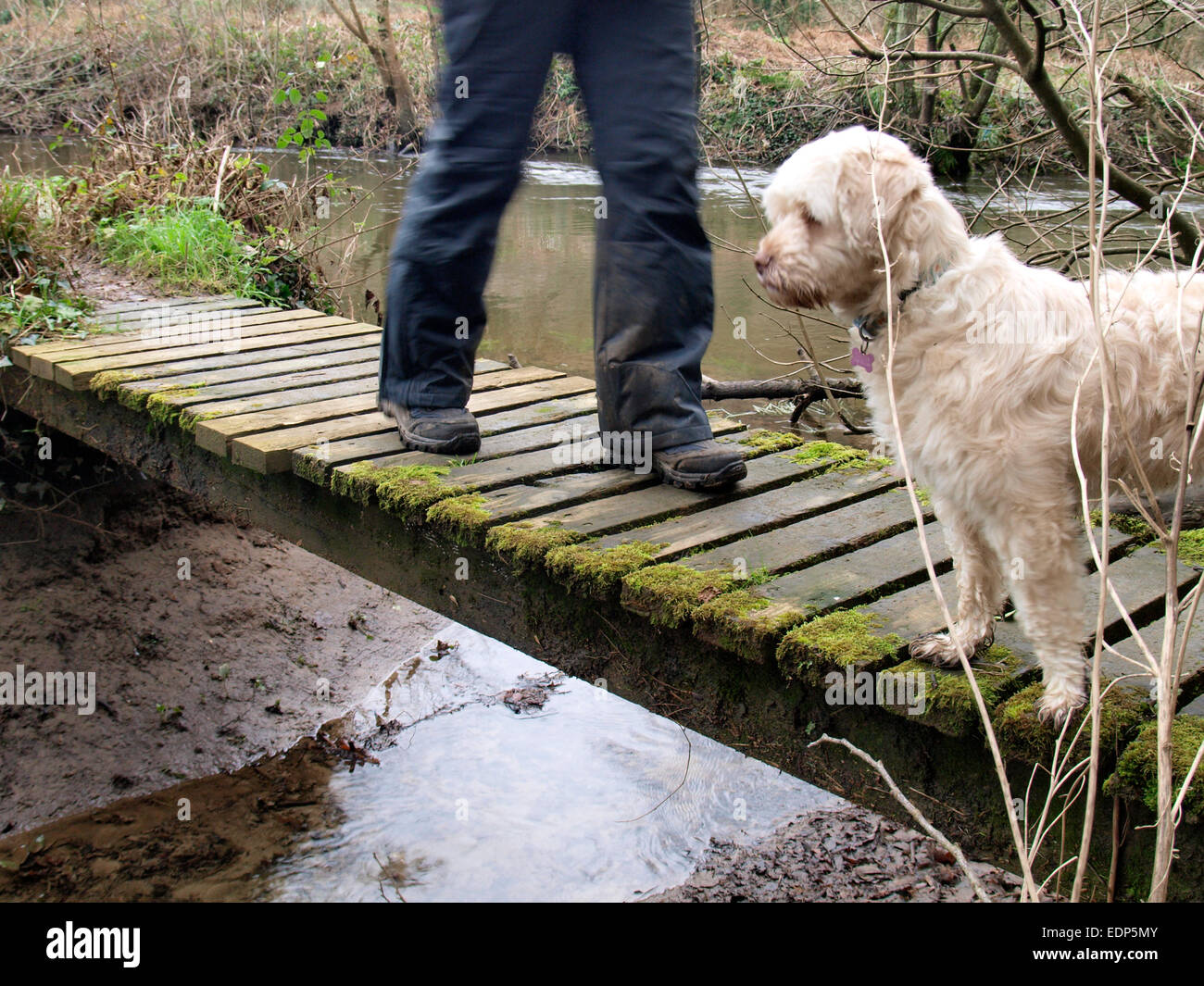 Person Kreuzung Holzsteg mit kleinen weißen Hund, Bodmin, Cornwall, UK Stockfoto