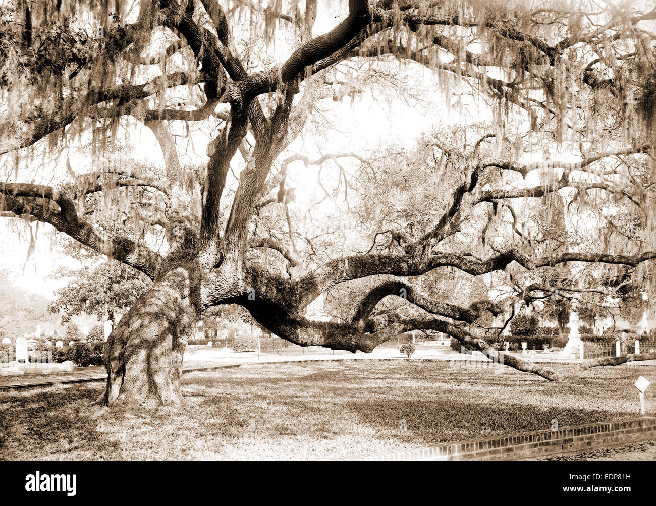 Magnolie-Kirchhof, live Oaks, Charleston, S.C, Friedhöfe, Oaks, USA, South Carolina, Charleston, 1900 Stockfoto