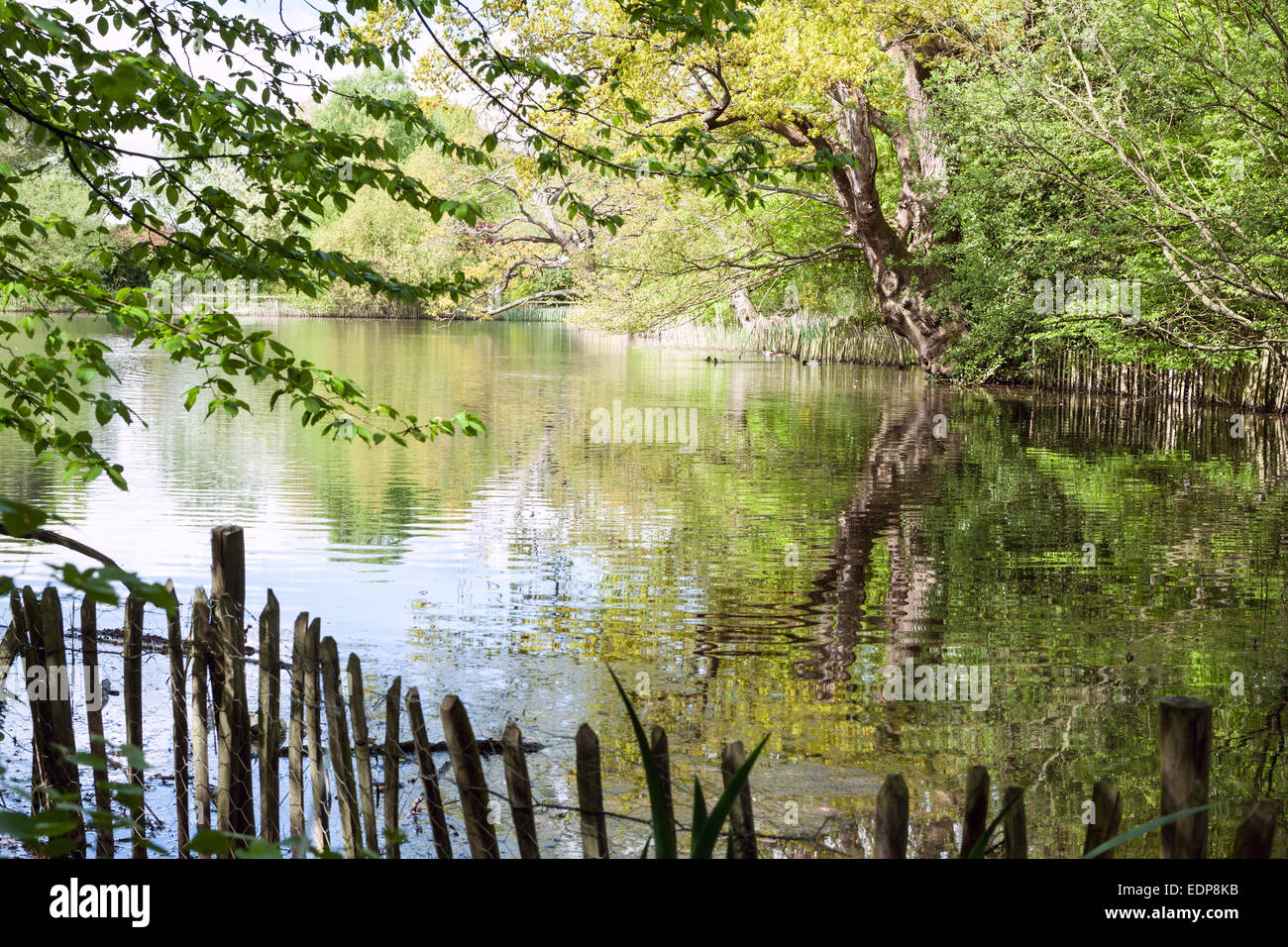 Ein schöner See - Danbury Country Park - UK Stockfoto
