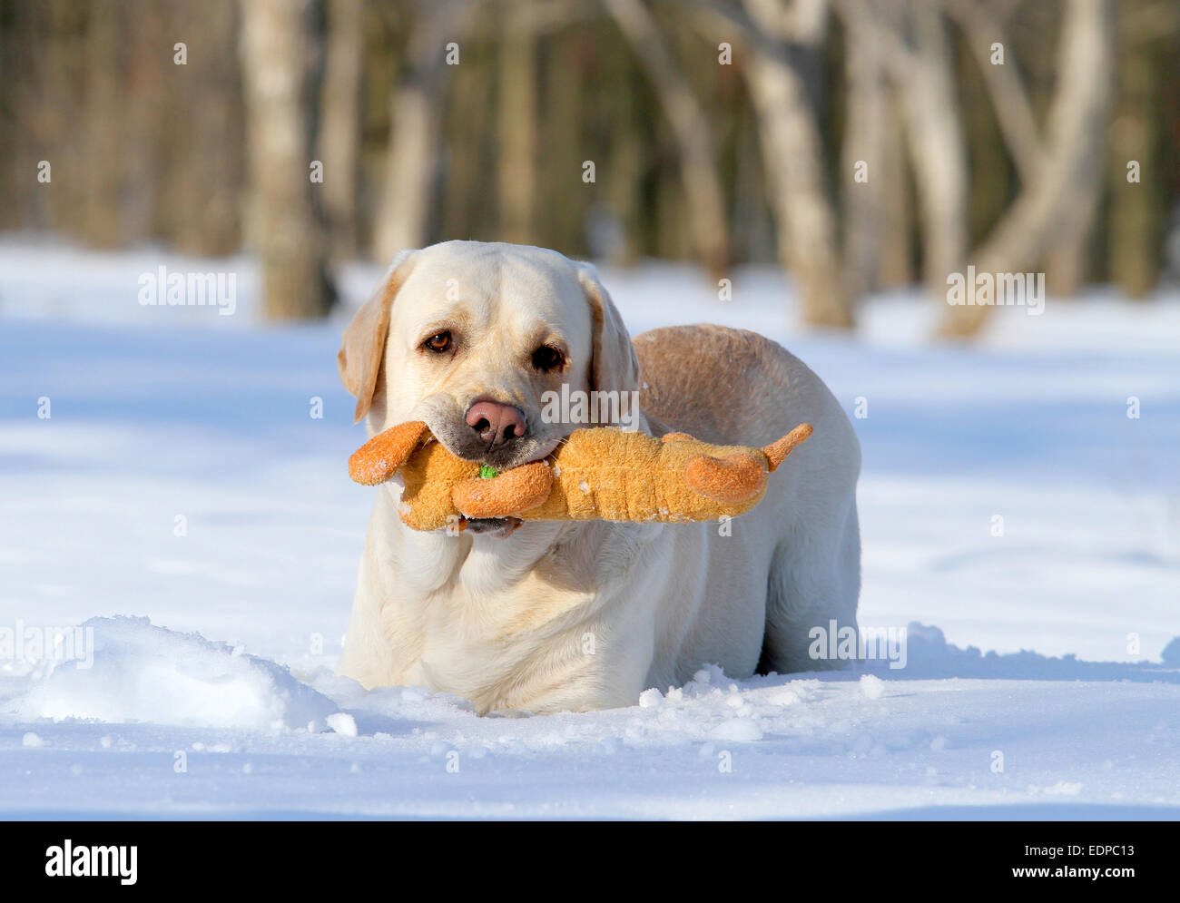 gelber Labrador im Schnee im Winter mit einem orange Spielzeug spielen Stockfoto
