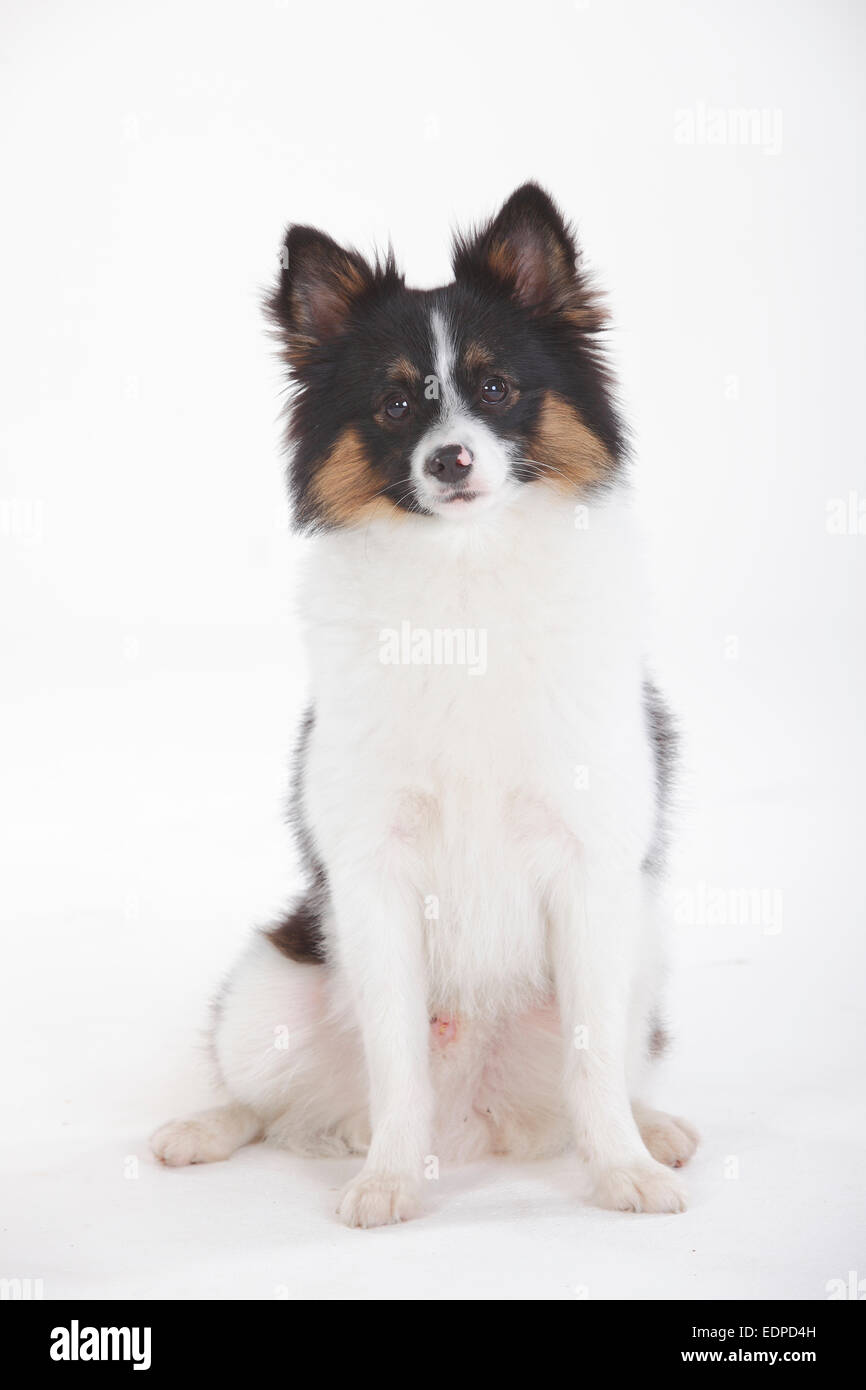 Gemischte Rasse Hund, 8 Monate | Mischlingshund, Jungruede, 8 Monate Stockfoto