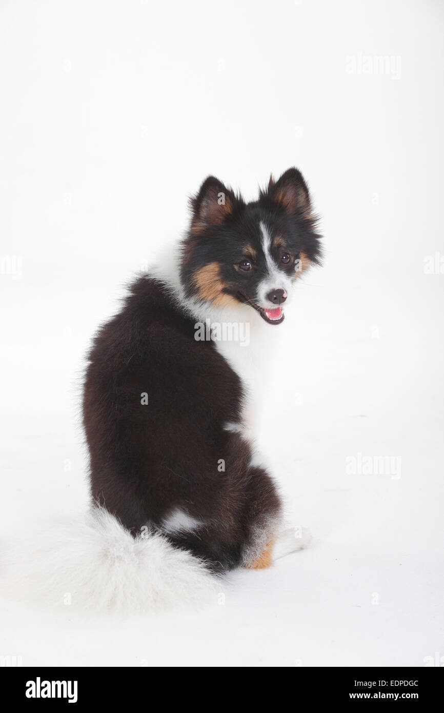 Gemischte Rasse Hund, 8 Monate | Mischlingshund, Jungruede, 8 Monate Stockfoto