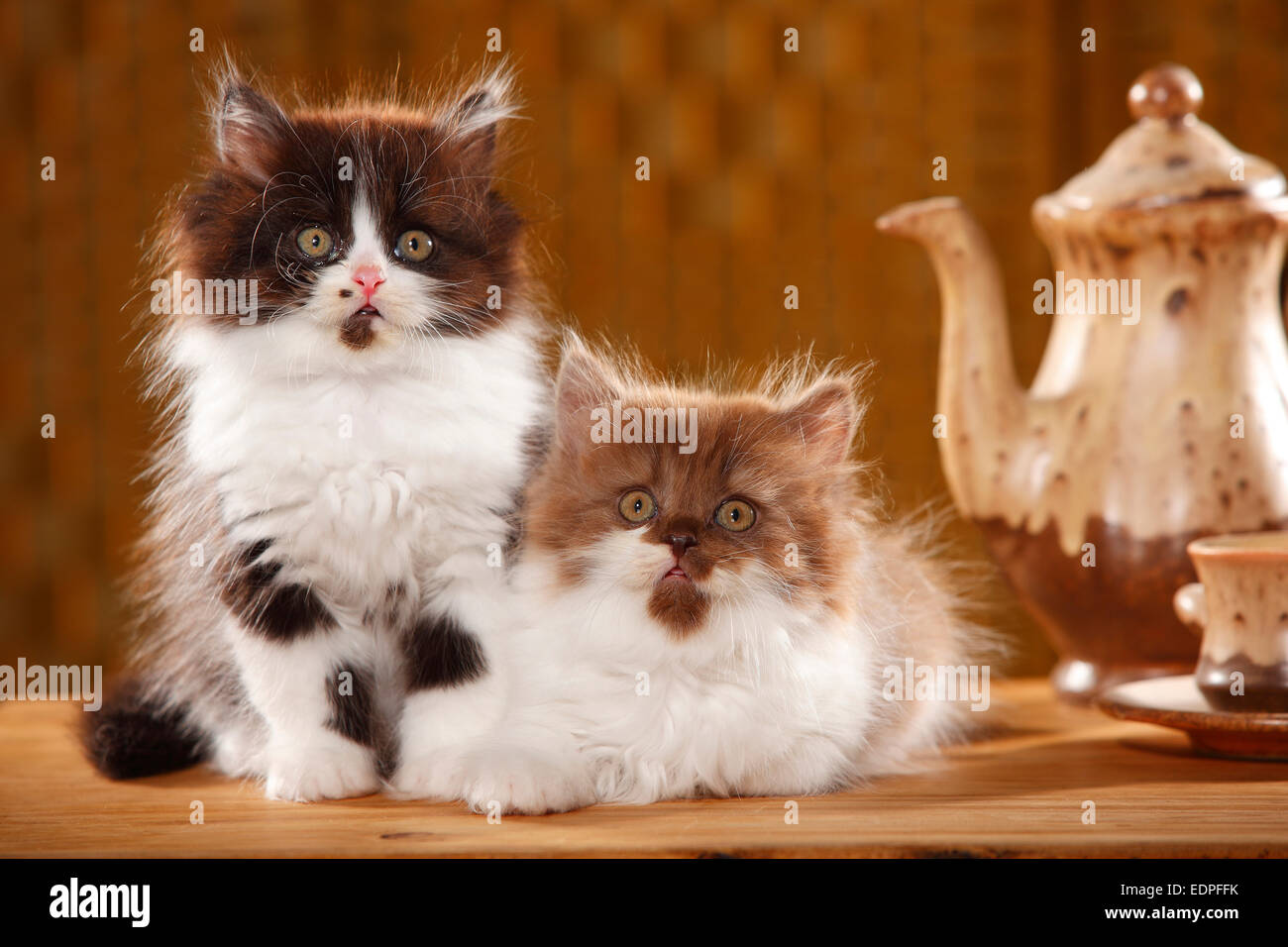 British Longhair Katzen, Kätzchen, 9 Wochen | Britisch Langhaar, Kaetzchen, 9 Wochen Stockfoto