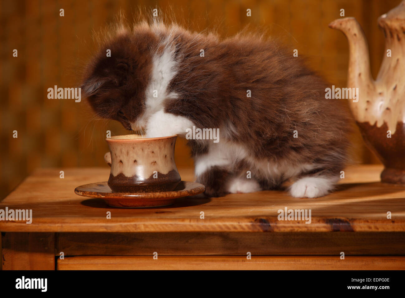 British Longhair Katze, Kätzchen, 9 Wochen, Schokolade-weiß | Britisch Langhaar, Kaetzchen, 9 Wochen, Schokolade-weiss / Schoko-Weiss Stockfoto