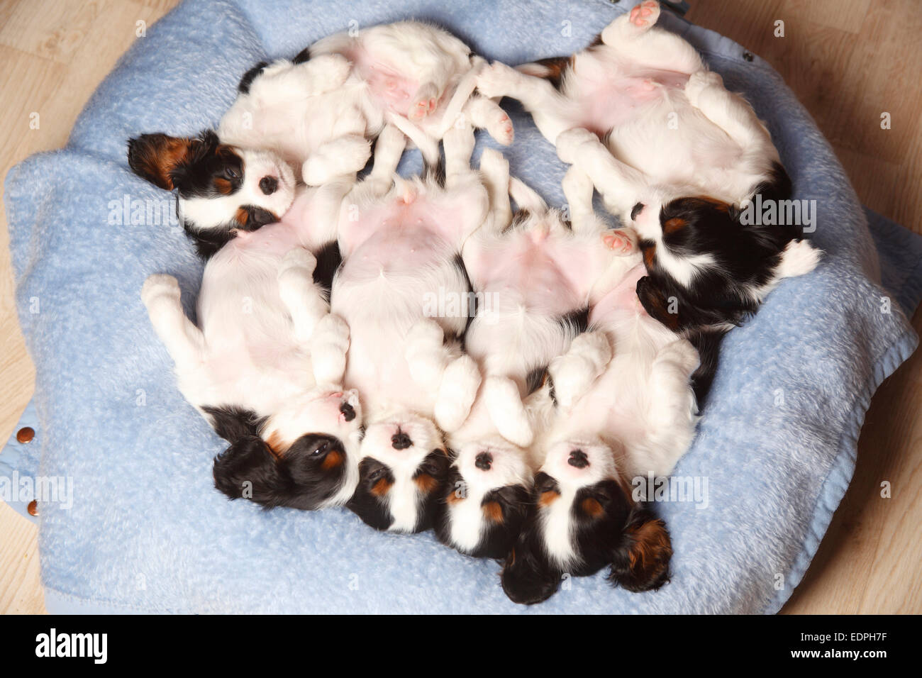 Cavalier King Charles Spaniel, Welpen, Tricolor, 6 Wochen | Cavalier King Charles Spaniel, Welpen, Tricolor, 6 Wochen Stockfoto