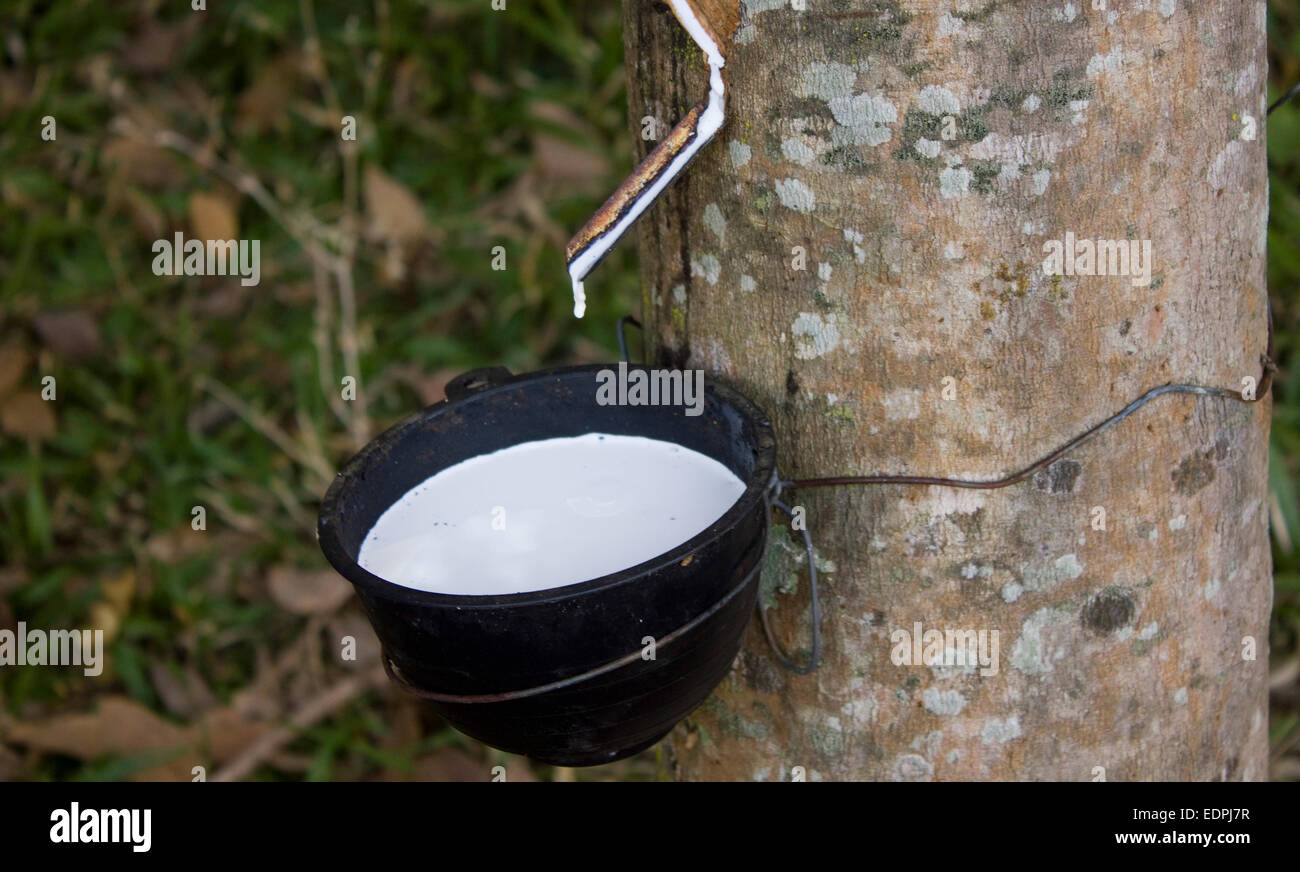 Gummibaum und Schüssel, Thailand Stockfoto