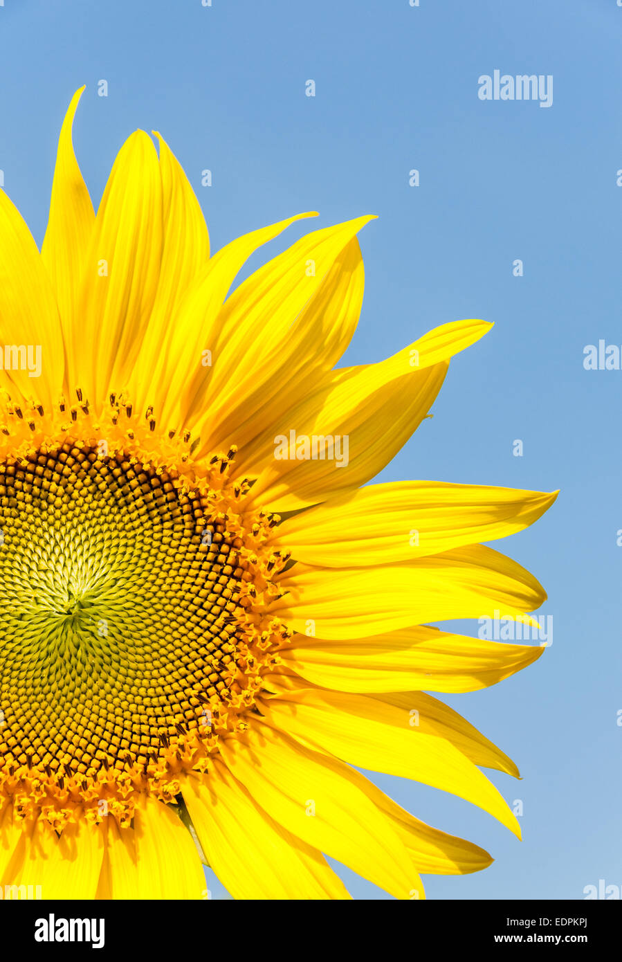 Blühenden Sonnenblumen in den klaren blauen Himmel. Stockfoto