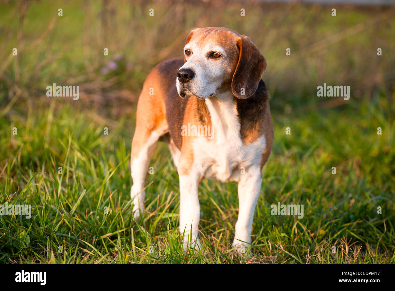 Schöne reinrassige smart Beagle Jagdhund im Sommerweide. Stammbaum tüchtig Foxhound Beagle auf Wiese Stockfoto