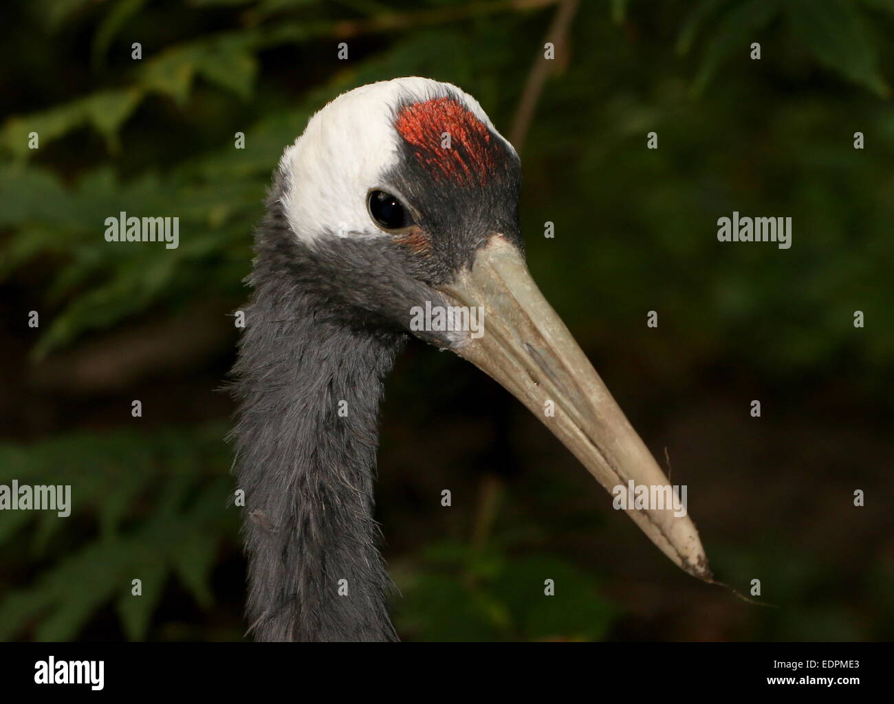 Rot-gekrönter Kran oder japanische Kranich (Grus Japonensis), Nahaufnahme des Kopfes, gerichtete Kamera Stockfoto