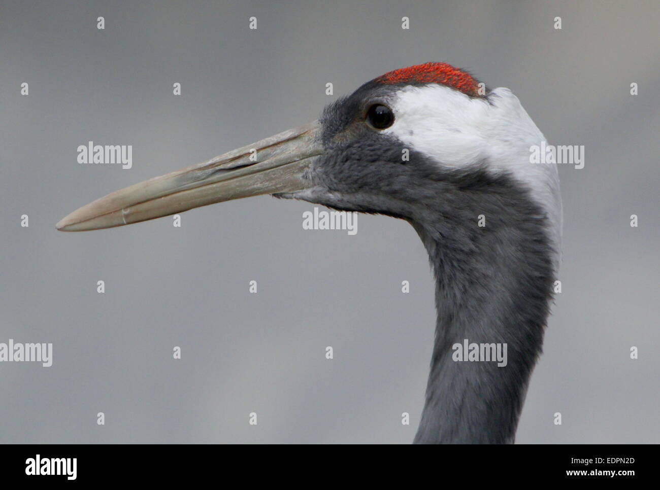 Rot-gekrönter Kran oder japanische Kranich (Grus Japonensis), Nahaufnahme des Kopfes und der langen Rechnung Stockfoto