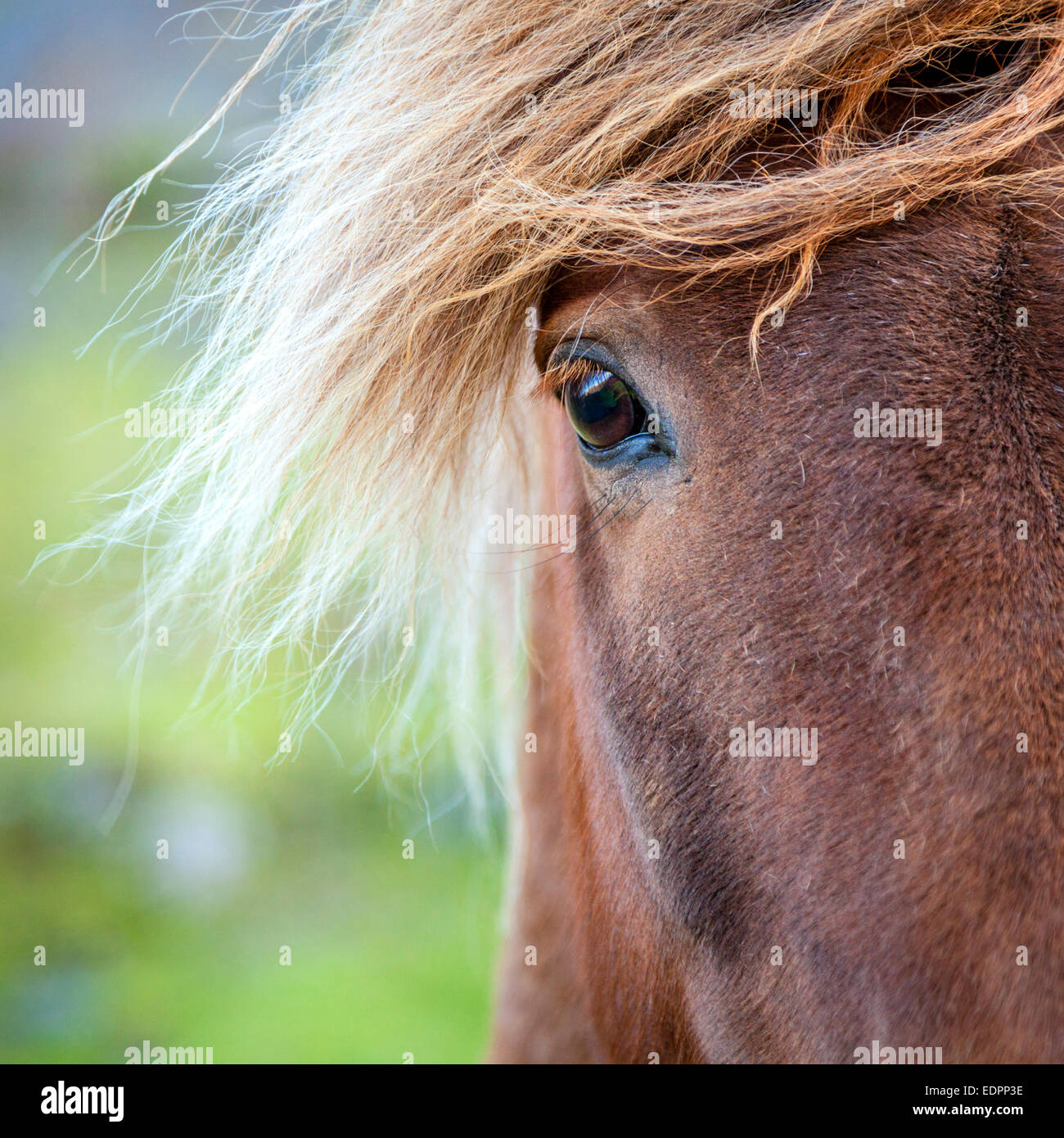 Closeup Portrait des isländischen Pony auf einer Farm in Island Stockfoto